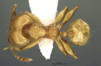 Media type: image;   Entomology 34330 Aspect: habitus dorsal